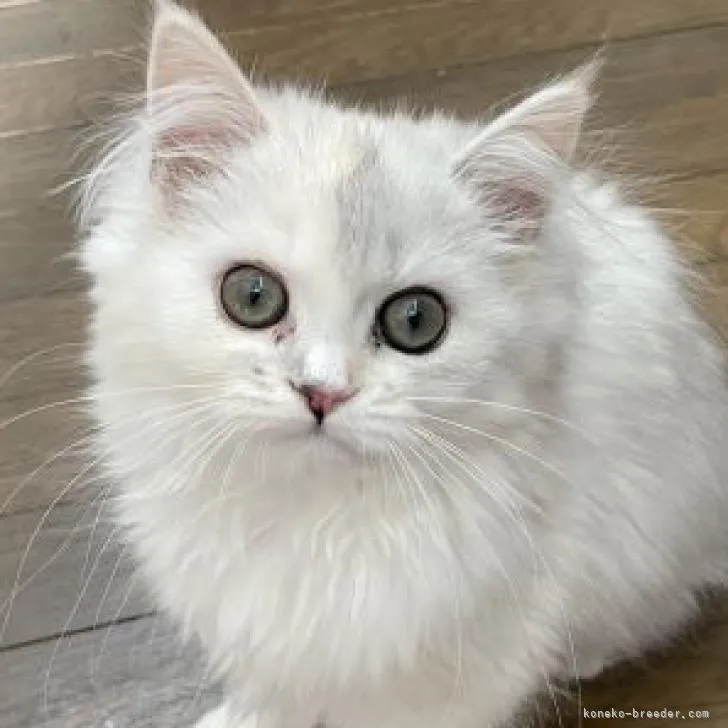 ID：2209-02300の子猫