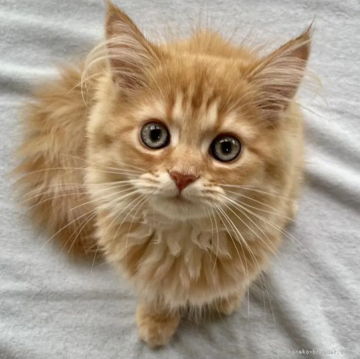 ID：2204-02166の子猫