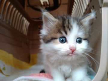 母ノルウェージャン父ミヌエット【福島県・女の子・2022年2月7日・シルバーパッチドタビー&ホワイト（長毛）】の写真「お目々クリクリ♥お顔が可愛い子です😺」