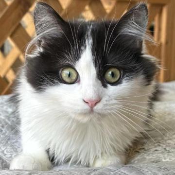 ミヌエット【福島県・男の子・2022年8月20日・ブラック&ホワイト】の写真「好奇心旺盛で人懐っこい子です。」