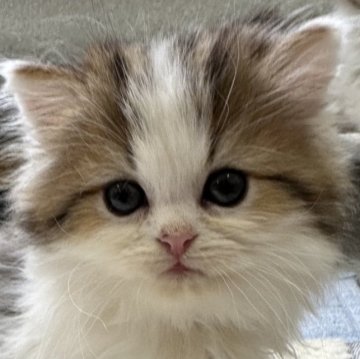 ミヌエット【福島県・男の子・2023年10月2日・ブラウンタビー&ホワイト（ロング）】の写真「かわいいお顔の男の子❤️」