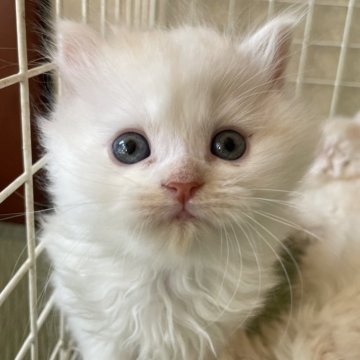 ミヌエット【福島県・男の子・2024年3月16日・クリームタビーアンドホワイト（ロング）】の写真「天真爛漫🐱お膝大好き！とってもかわいい子です。」