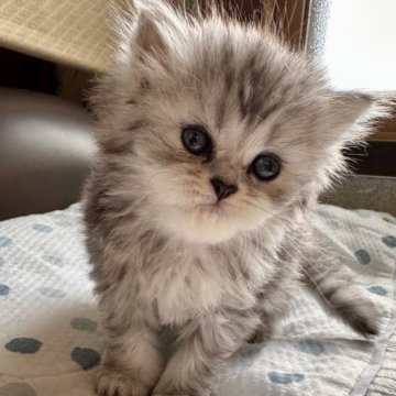 ミヌエット【福島県・女の子・2023年6月5日・シルバータビー（ロング）】の写真「お鼻と肉球小豆色の女の子🐾」