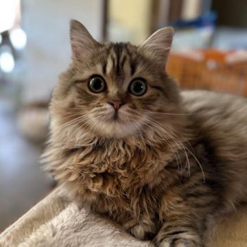 ミヌエット【福島県・男の子・2022年8月20日・ブラウンタビー&ホワイト（ロング）】の写真「短足ゴロゴロ君人懐っこいです。遊ぶの大好き💕」