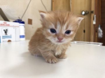 ミヌエット【福島県・女の子・2021年8月30日・レッドタビー&ホワイト（ロングもふもふ）】の写真「短足モフモフの明るい色のレッドタビーに少し白💛」