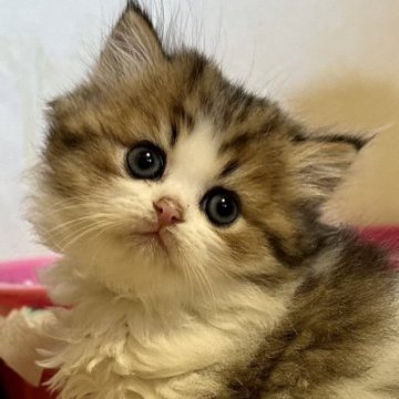 ミヌエット【福島県・女の子・2023年10月4日・ブラウンタビー&ホワイト（ロング）】の写真「お顔がとっても可愛らしい女の子😺」