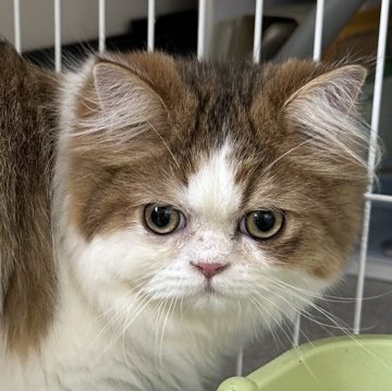 ミヌエット【福島県・男の子・2023年10月2日・ブラウンタビー&ホワイト（ロング）】の写真「かなりの甘えん坊。ゴロゴロいつも言ってます。」