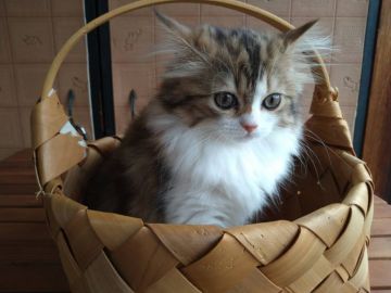 ミヌエット【福島県・女の子・2021年5月23日・ブランパッチドタビー&ホワイト（ロングもふもふ）】の写真「好奇心旺盛で洞察力もある利口な子です。」