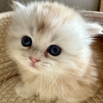 ミヌエット(短足)【福島県・男の子・2024年9月18日・クリームタビー（ロング）】の写真「【短足】明るい毛色🐈」