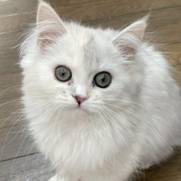 ミヌエット(長足)【福島県・女の子・2022年7月29日・シルバーパッチドタビー】の写真「大人しくて可愛い子です。」