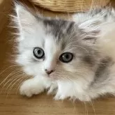 ミヌエット(長足)【福島県・女の子・2024年7月14日・シルバータビー&ホワイト】の写真1