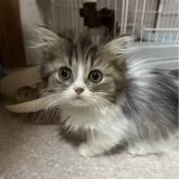 ミヌエット(短足)【福島県・女の子・2024年9月14日・シルバーパッチドタビー&ホワイト】の写真1