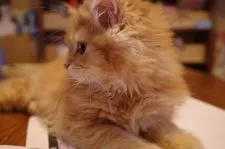 ミヌエット【福島県・男の子・2022年1月10日・レッドタビー&ホワイト】の写真2「健康面問題なし!ワクチン2回済ませてあります。」