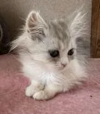 ミヌエット(長足)【福島県・女の子・2022年10月25日・シルバーパッチドタビー&ホワイト】の写真3