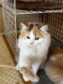 ミヌエット(長足)【福島県・女の子・2023年8月10日・キャリコ】の写真4「12月10日撮影」