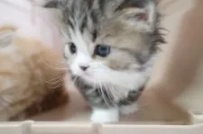 ミヌエット【福島県・女の子・2021年10月5日・ブラウンタビー&ホワイト】の写真4「11月２日撮影」