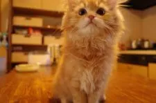 ミヌエット【福島県・男の子・2022年1月10日・レッドタビー&ホワイト】の写真4「4月16日撮影お布団で一緒に寝てくれますよ😺」