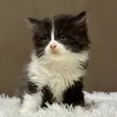 ミヌエット(長足)【福島県・男の子・2025年5月24日・ブラックアンドホワイト】の写真3