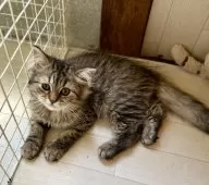 ミヌエット(長足)【福島県・女の子・2025年3月2日・ブラウンタビー&ホワイト】の写真3