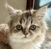 ミヌエット(長足)【福島県・男の子・2024年9月14日・ブラウンタビー&ホワイト】の写真14