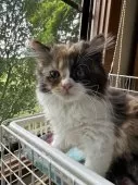 ミヌエット(長足)【福島県・女の子・2025年5月24日・キャリコ】の写真13