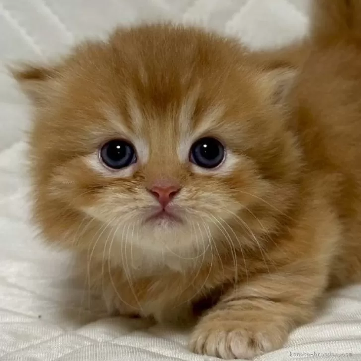 ミヌエット(短足)【福島県・男の子・2025年10月6日・レッドタビー&amp;ホワイト】の写真1