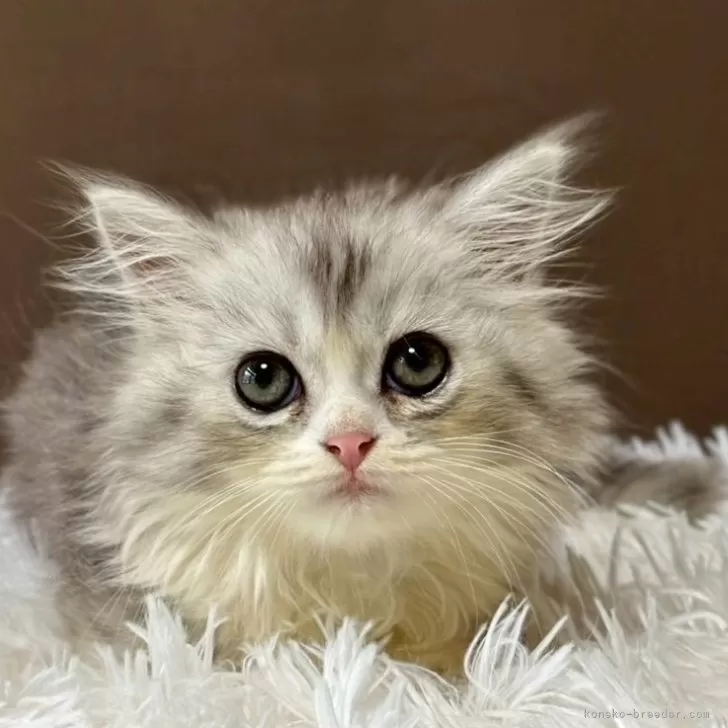 ID:2508-01330の子猫