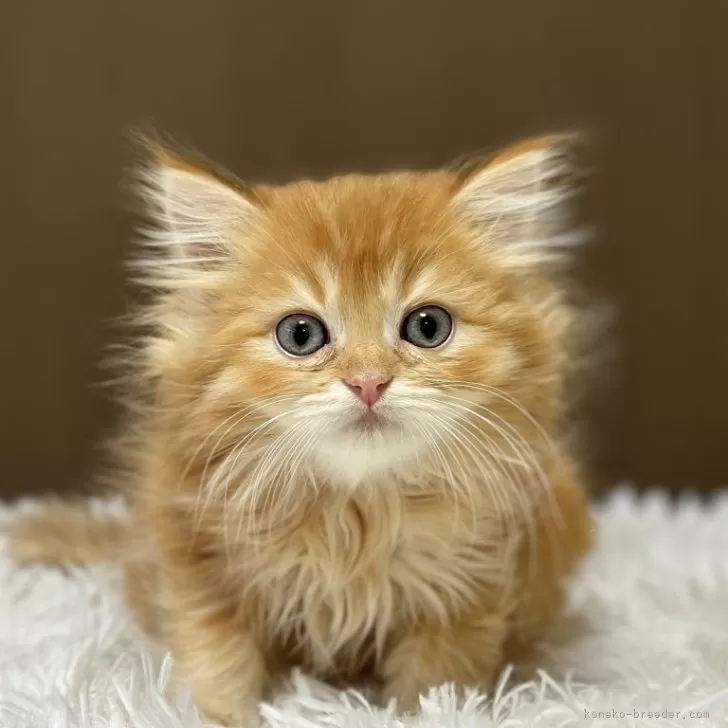 ニャン 様のお迎えした子猫