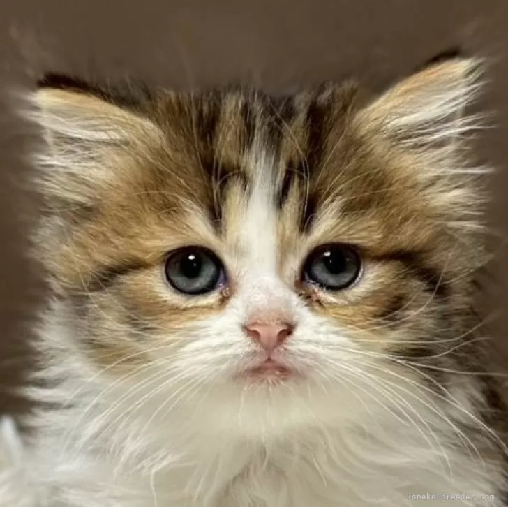 ミヌエット(長足)【福島県・女の子・2025年8月22日・ブラウンパッチドタビーアンドホワイト】の写真1