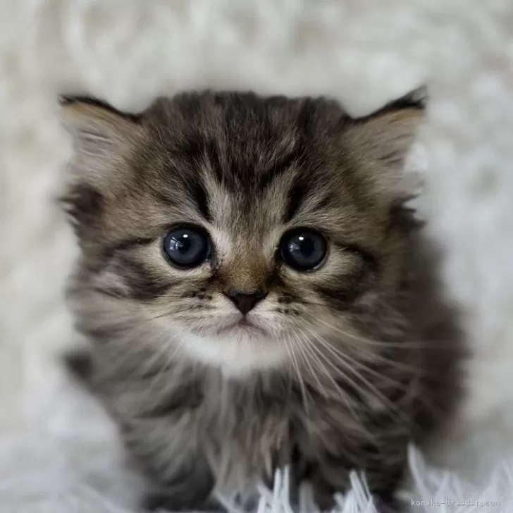 ID：2504-00526の子猫