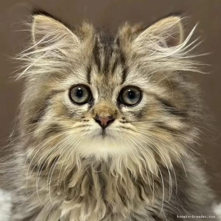 ミヌエット(長足)【福島県・男の子・2025年7月23日・ブラウンタビー&amp;ホワイト】の写真1