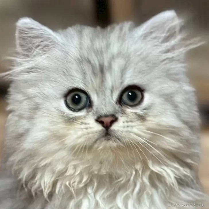 ID：2508-03368の子猫