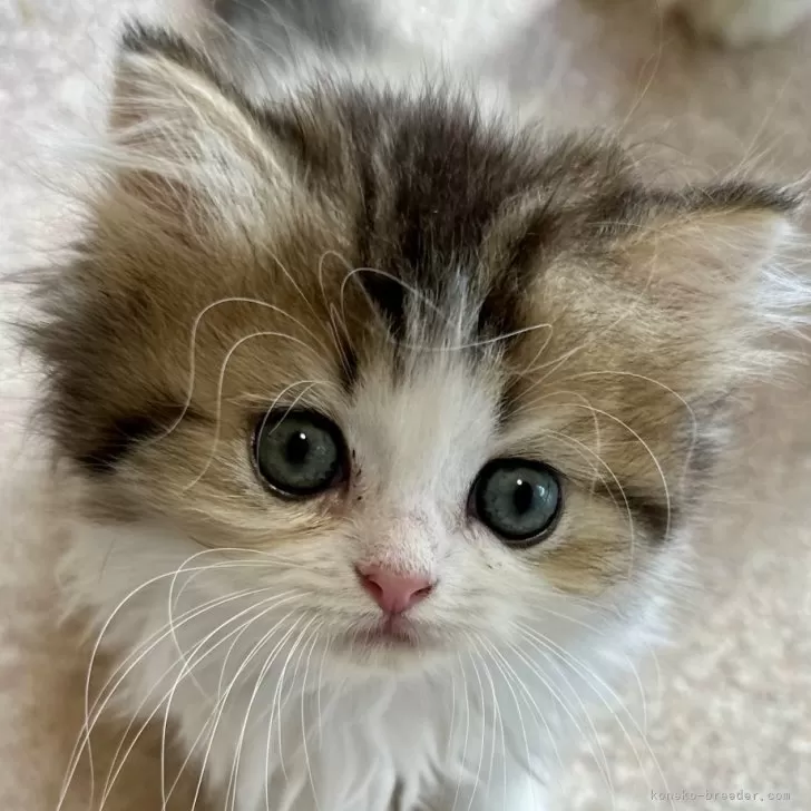 ID：2508-03215の子猫