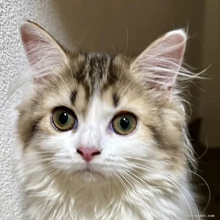 ID：2508-01331の子猫