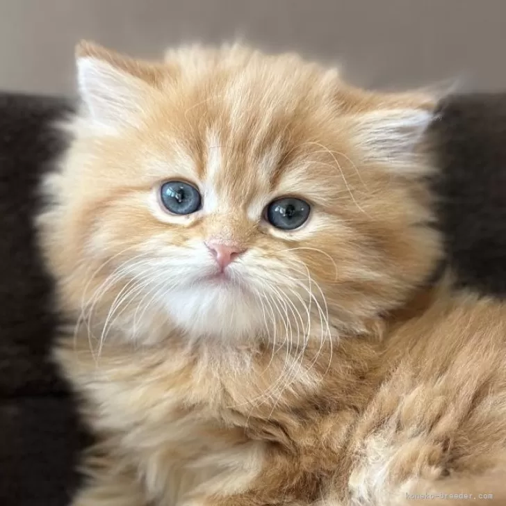 ID：2502-00088の子猫