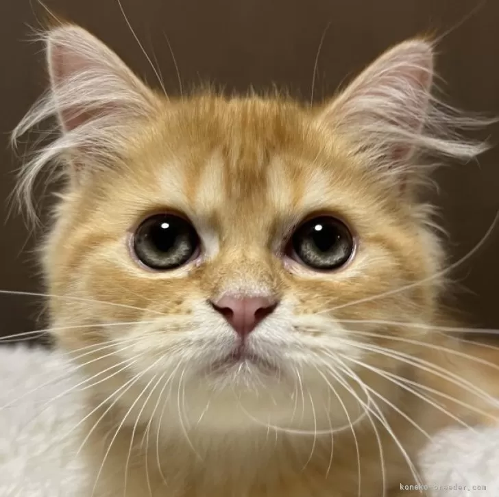 S.I 様のお迎えした子猫