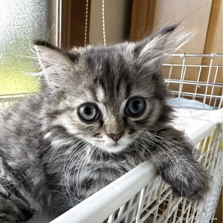 ID:2507-00691の子猫