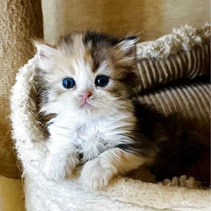 ID：2507-03220の子猫