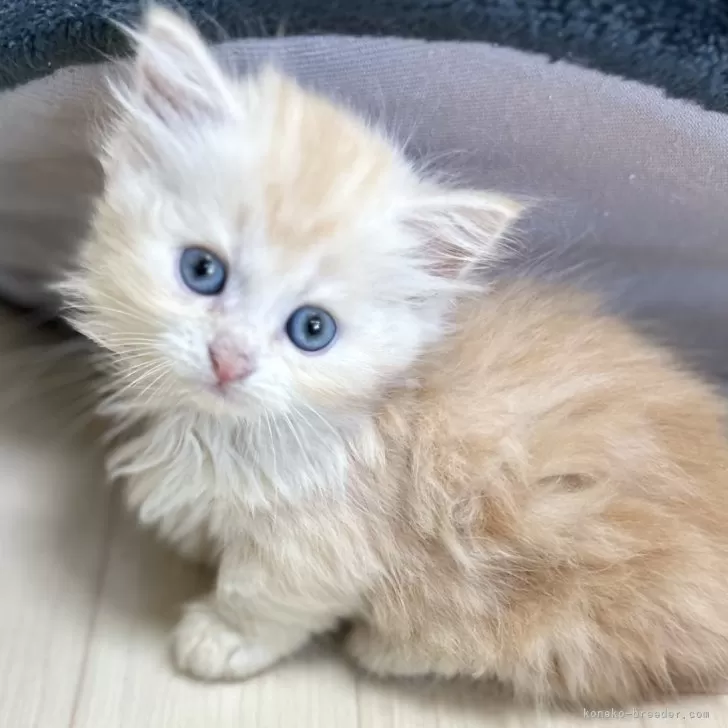 ID：2508-00548の子猫