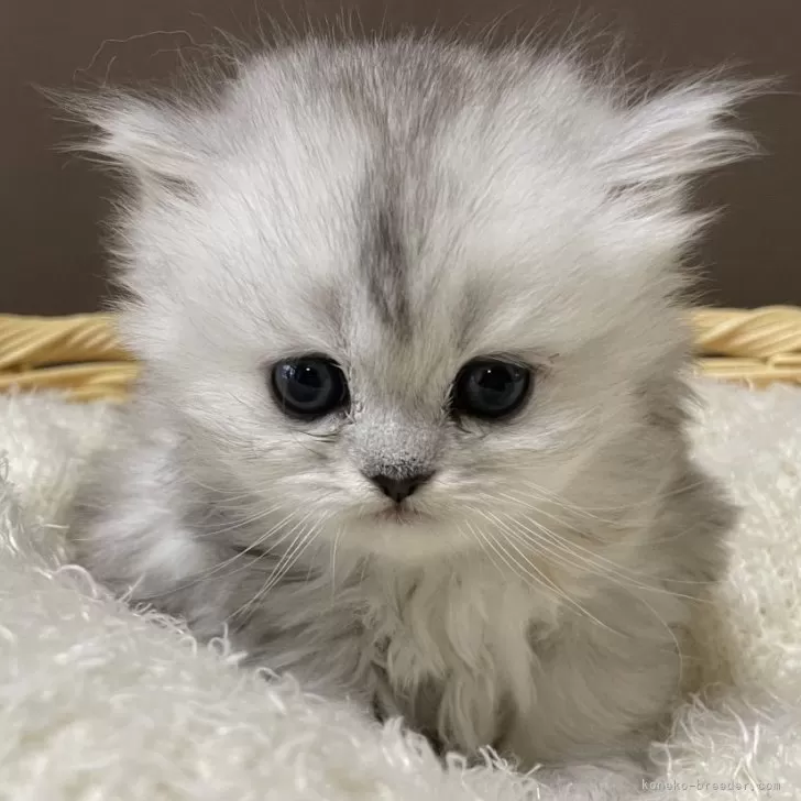 ID：2502-00089の子猫