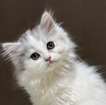 ミヌエット(長足)【福島県・男の子・2025年9月18日・シルバータビー&ホワイト（ロング）】の写真「可愛いお顔です🐱性格も可愛いです🐱」