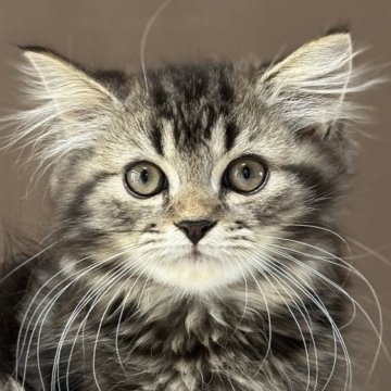 ミヌエット(長足)【福島県・男の子・2025年7月3日・ブラウンタビー&ホワイト(ロング)】の写真「天真爛漫❤️添い寝大好き💕懐っこい性格いい子です」