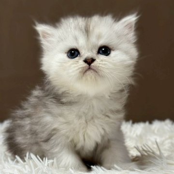 ミヌエット(長足)【福島県・女の子・2025年9月18日・シルバータビー&ホワイト（ロング）】の写真「可愛いお顔です🐱性格も可愛いです🐱」