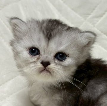 ミヌエット(長足)【福島県・女の子・2025年10月6日・シルバータビー&ホワイト（ロング）】の写真「可愛いお顔です🐱」