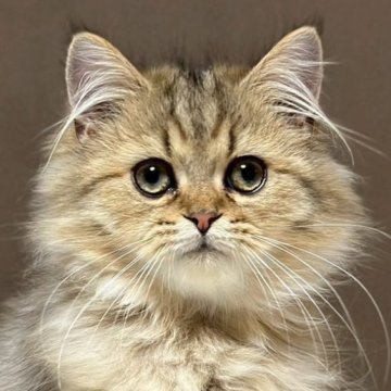 ミヌエット(長足)【福島県・男の子・2025年7月23日・ブラウンタビー&ホワイト（ロング）】の写真「かわいいお顔です🐱」