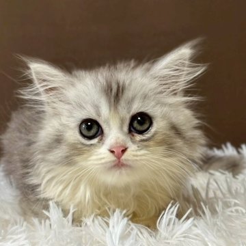 ミヌエット(短足)【福島県・男の子・2025年6月19日・ブルータビー&ホワイト（ロング）】の写真「短足＆可愛いお顔のミヌエットです 🐱」