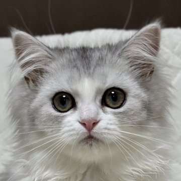 ミヌエット(長足)【福島県・女の子・2025年7月3日・ブルータビー&ホワイト（ロング）】の写真「可愛いお顔です🐱おとなしい性格です。懐っこいです」