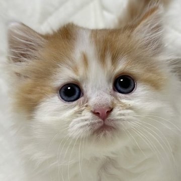 ミヌエット(長足)【福島県・男の子・2025年9月10日・レッドダビーアンドホワイト（ロング）】の写真「かわいい子です🐱」