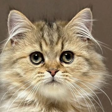 ミヌエット(長足)【福島県・男の子・2025年7月23日・ブラウンタビー&ホワイト（ロング）】の写真「かわいいお顔です🐱」