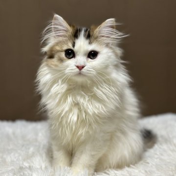 ミヌエット(長足)【福島県・男の子・2025年10月28日・ブラウンタビー&ホワイト（ロング）】の写真「よく食べる健康優良児です🐱」